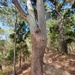 Corymbia tessellaris - Photo (c) ronavery, μερικά δικαιώματα διατηρούνται (CC BY), uploaded by ronavery