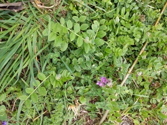 Vicia sepium