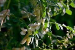 Vicia pannonica
