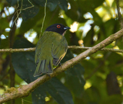 Carpornis melanocephala