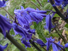 Hyacinthoides × massartiana