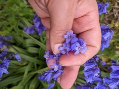 Hyacinthoides × massartiana