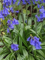 Hyacinthoides × massartiana