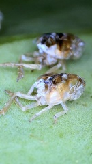 Scolypopa
