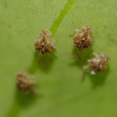 Scolypopa