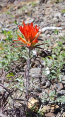 Castilleja applegatei