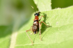 Cranistus colliurides