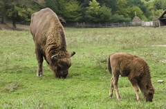 Bison bonasus
