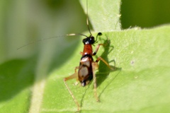 Cranistus colliurides