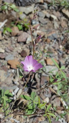 Sidalcea glaucescens