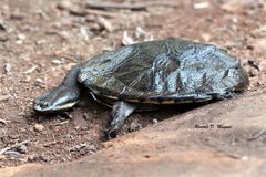 Hydromedusa tectifera