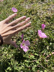 Oenothera speciosa