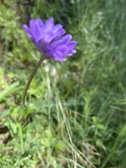 Dichelostemma