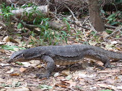 Varanus palawanensis