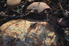 Aeoloplides fuscipes