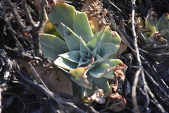 Dudleya pulverulenta