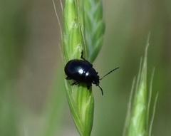 Leptinotarsa haldemani