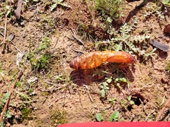 Abantiades argentata