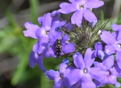 Acmaeodera neglecta neoneglecta