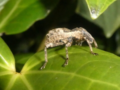Anagotus rugosus