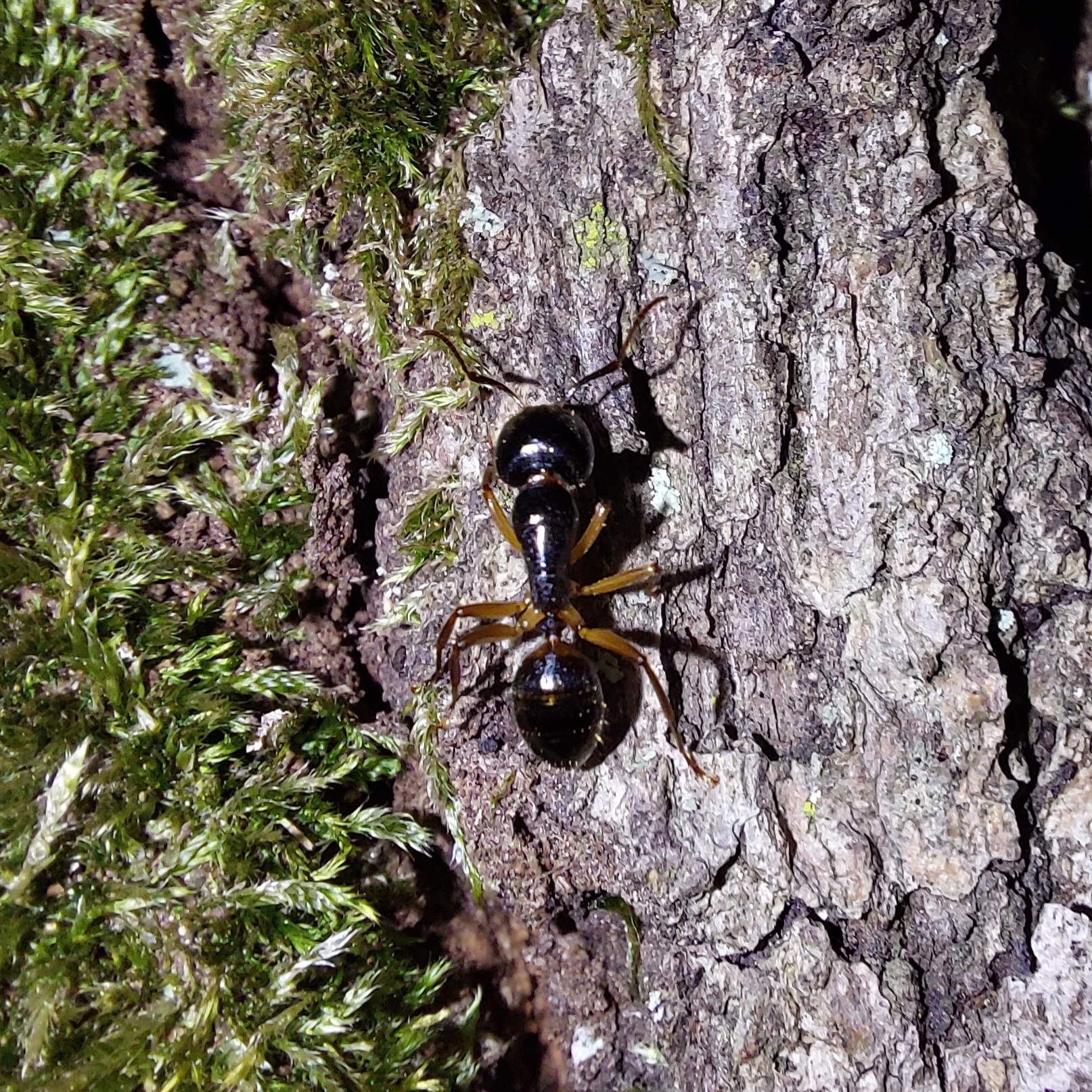 Camponotus tergestinus