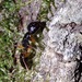 Camponotus tergestinus - Photo (c) iceht, some rights reserved (CC BY-NC)