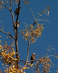 Stactolaema whytii