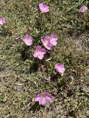 Oenothera speciosa