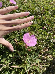 Oenothera speciosa