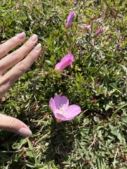 Oenothera speciosa