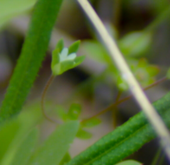 Androsace occidentalis