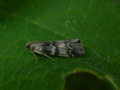 Euzophera pinguis
