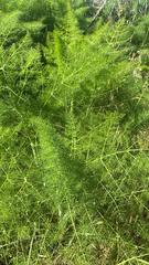 Foeniculum vulgare