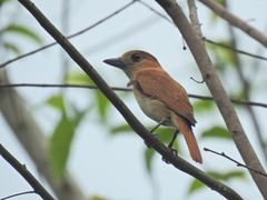 Pachyramphus homochrous