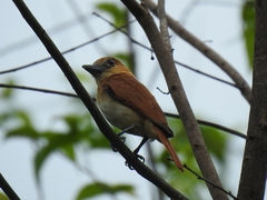 Pachyramphus homochrous