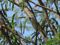Vireo bellii