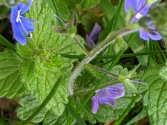 Veronica chamaedrys