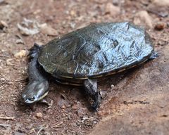 Hydromedusa tectifera