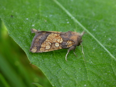 Gortyna flavago