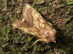 Gortyna flavago