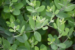 Baptisia nuttalliana