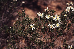 Olearia muelleri