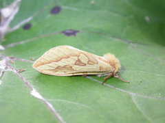 Hepialus humuli
