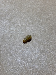 Coptotermes formosanus