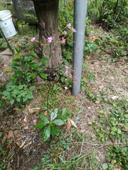 Talinum fruticosum
