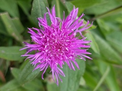 Centaurea nigra