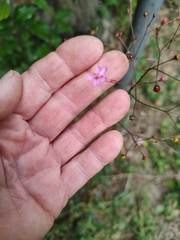 Talinum fruticosum