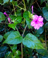 Mirabilis jalapa