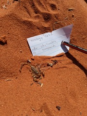 Urodacus armatus