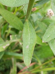 Centaurea nigra
